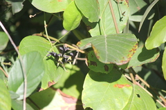 Kennedia nigricans