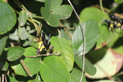 Kennedia nigricans