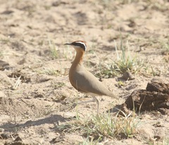 Cursorius coromandelicus