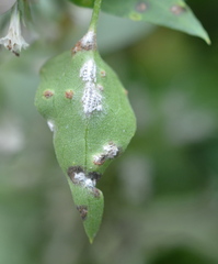 Puccinia spegazzinii