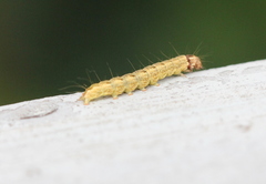Etanna breviuscula