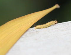 Etanna breviuscula