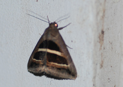 Grammodes geometrica