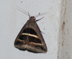 Grammodes geometrica