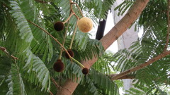 Parkia biglandulosa