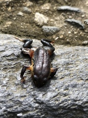 Geobatrachus walkeri