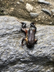 Geobatrachus walkeri