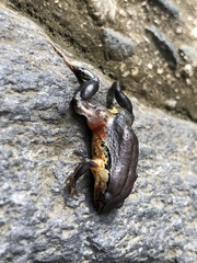 Geobatrachus walkeri