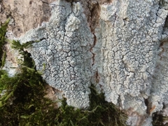 Pertusaria hymenea