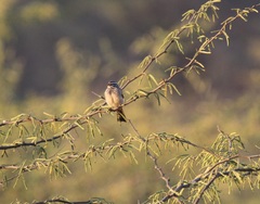Emberiza striolata