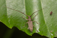 Acalolepta rusticatrix