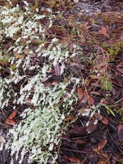 Polygonella polygama