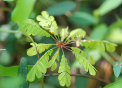 Biophytum sensitivum