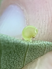 Caryomyia leviglobus