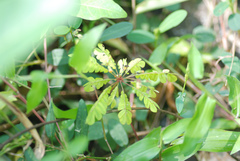 Biophytum sensitivum