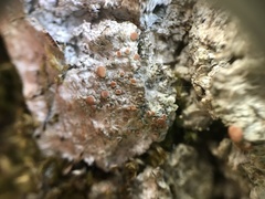Bacidia fraxinea