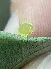 Caryomyia leviglobus