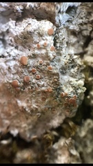 Bacidia fraxinea