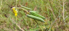 Vigna indica