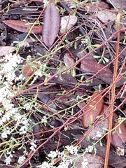 Polygonella polygama