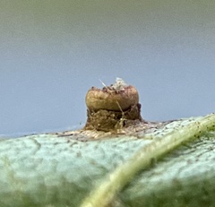 Caryomyia melicrustum