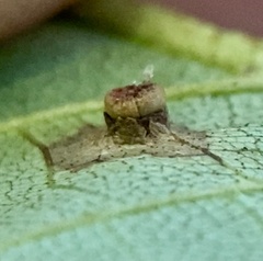 Caryomyia melicrustum