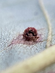 Caryomyia melicrustum