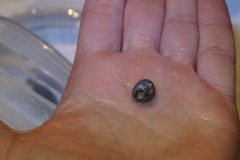 Steromphala cineraria