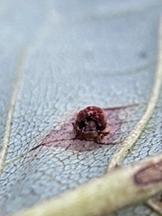 Caryomyia melicrustum