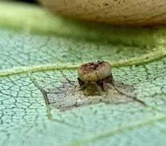 Caryomyia melicrustum