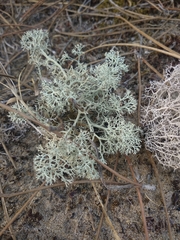 Cladonia mediterranea