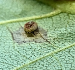 Caryomyia melicrustum