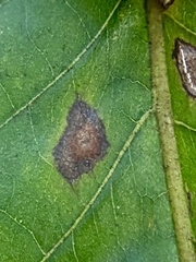 Caryomyia melicrustum