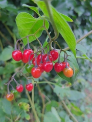 Solanum dulcamara