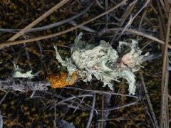 Ramalina canariensis