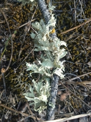 Ramalina canariensis