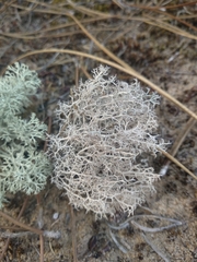Cladonia ciliata