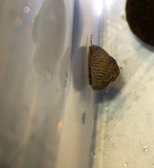 Steromphala cineraria