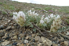 Astragalus dilutus