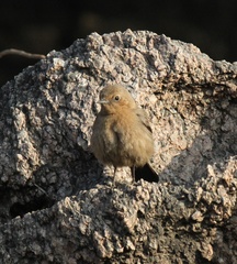Oenanthe fusca
