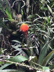 Guzmania conifera