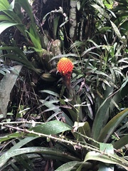 Guzmania conifera