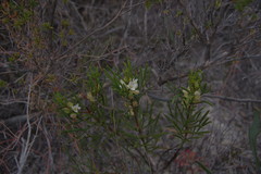 Cyanothamnus ramosus