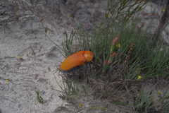 Julodimorpha saundersii