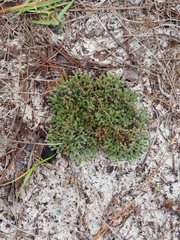 Selaginella acanthonota