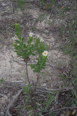 Olearia rudis