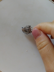 Tenguella marginalba