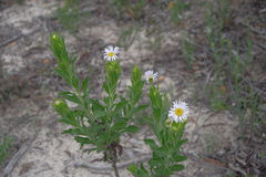 Olearia rudis
