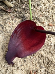 Typhonium roxburghii