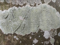 Pertusaria leioplaca
